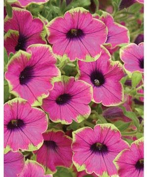 New 2010 petunias deserve a second glance