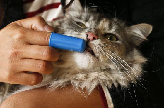 Cure for bad pet breath could be a toothbrush