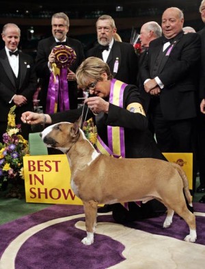Decorated dog in demand