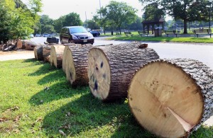 Firewood