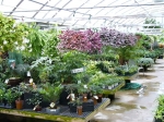 Shrubs