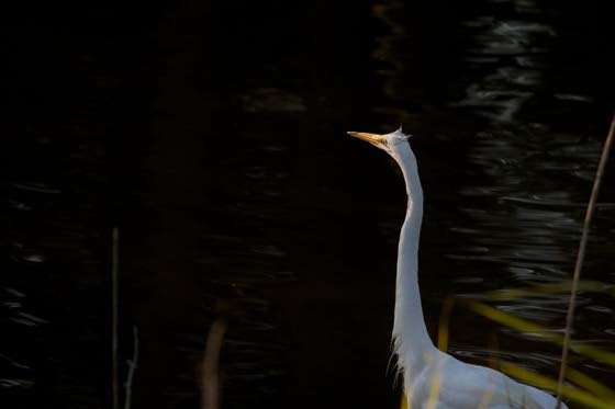 Nature photographs make way to Hammonton gallery