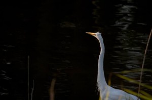 Nature photographs make way to Hammonton gallery