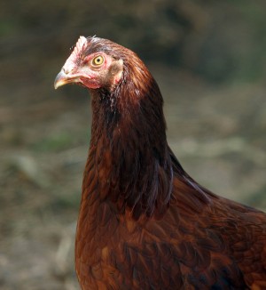 NCM Chickens