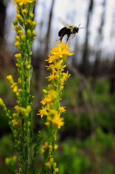 Rare flowers return to the Pine Barrens