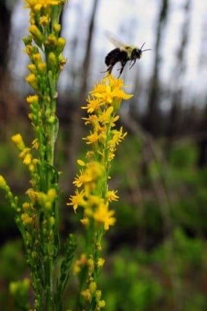 Rare flowers return to the Pine Barrens