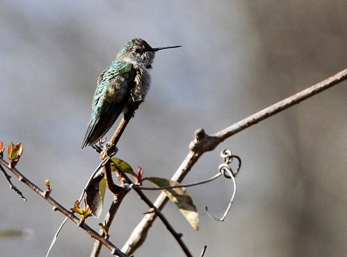 Broad-tailed Hummingbird