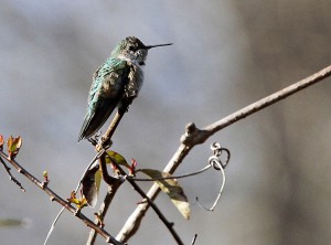 Broad-tailed Hummingbird