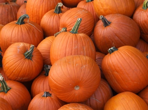 Pumpkin Time