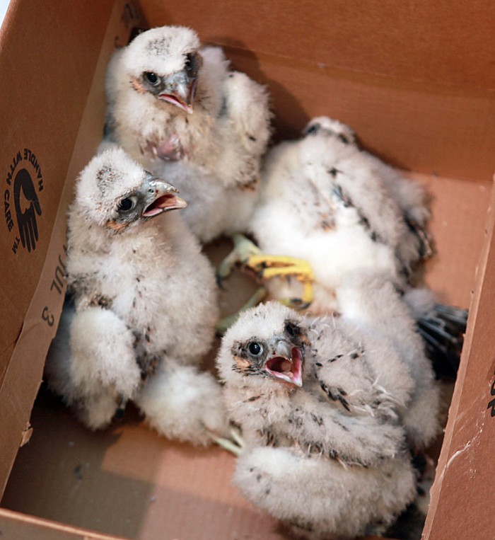 Atlantic Club Falcons