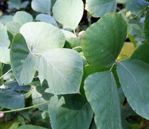 Kudzu