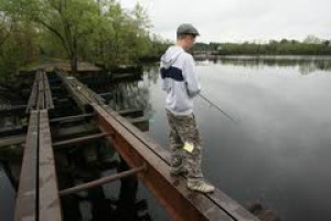 River herring are becoming tougher to find