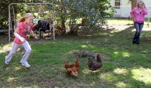 Chickens77510016.jpg