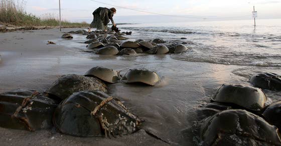 Horseshoe crab fishermen deserve help