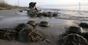 Horseshoe crab fishermen deserve help