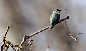 Broad-tailed Hummingbird101828230.jpg