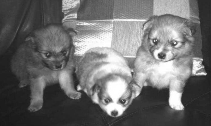 Beautiful Full Bred Pomeranian puppies for sale w/ shots and