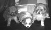 Beautiful Full Bred Pomeranian puppies for sale w/ shots and