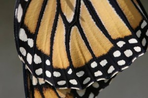 Butterflies take over show at Harbor Gallery in Cape May