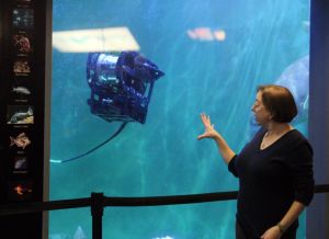 Seaperch