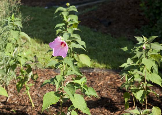 Ocean City Intermediate School adds rain garden to its courtyard