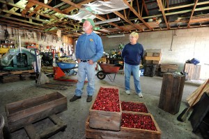 test4Cranberry Harvest81644976.jpg