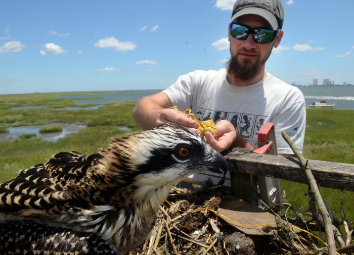 sandy osprey banding