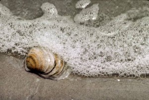 Beachcomber guided tours in Sea Isle City highlights events At The Shore Today