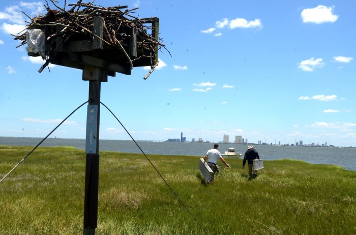 sandy osprey banding