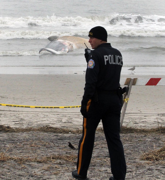 Beached Whale