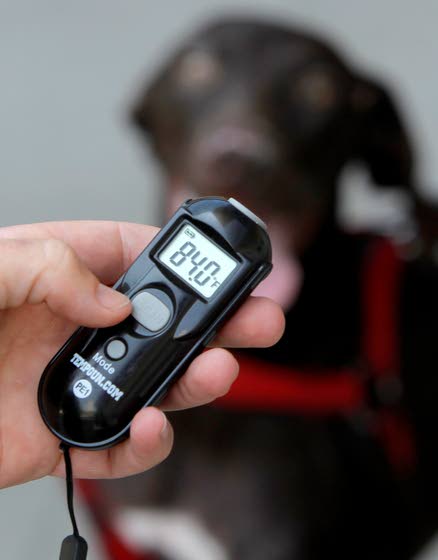 New tools keep pets safe from hot cars