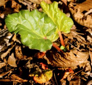 Rhubarb a good choice for southern New Jersey gardeners