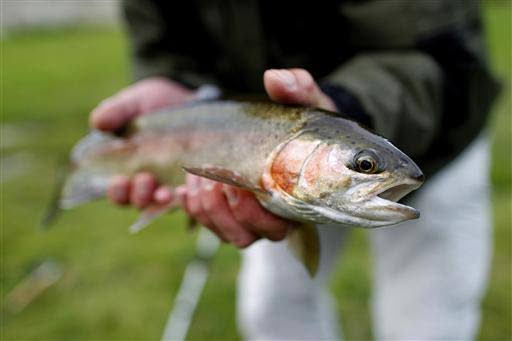 Study: Omega-3s boost  cognitive performance