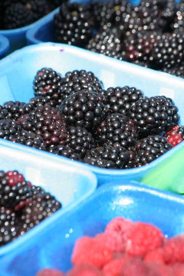 Health briefs: The benefits of blackberries and robotic jogging companion