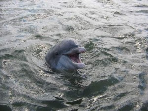 Dolphin 56