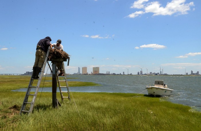 sandy osprey banding
