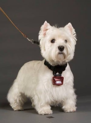 Dog-collar light inventor now selling to government