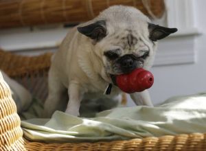 Making dinner a challenge can be good for dogs