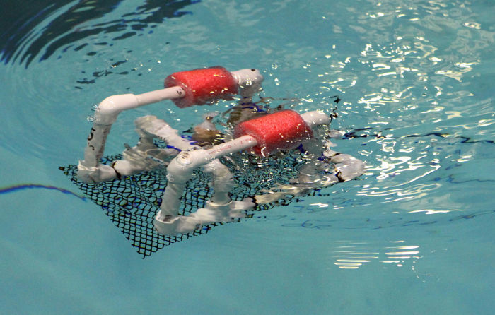Diving into their studies
