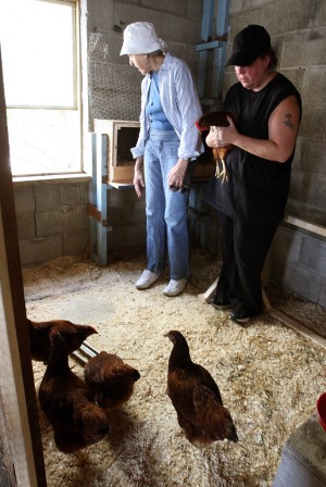 NCM Chickens