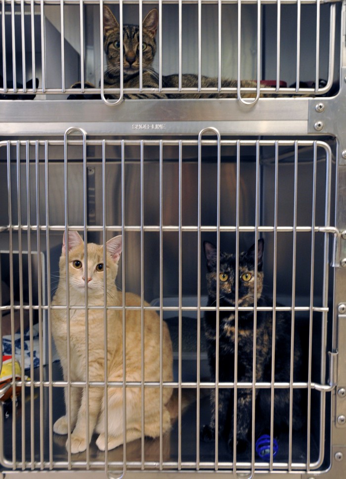 animal cruelty5075276.jpg