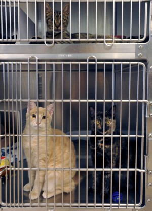 animal cruelty5075276.jpg