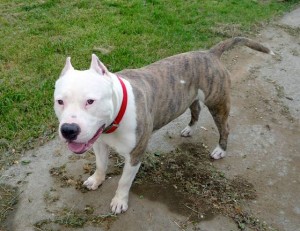 Pets: Deaf dogs can make good pets with training, love