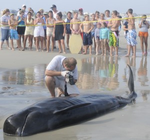 beached whale