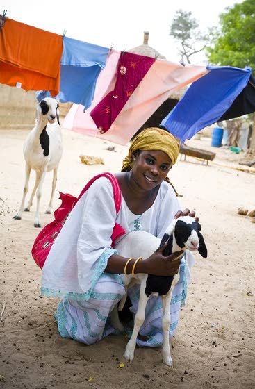 Go for charitable 'adoption' as holiday gift