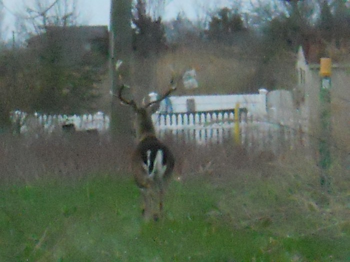 Ventnor-Margate deer