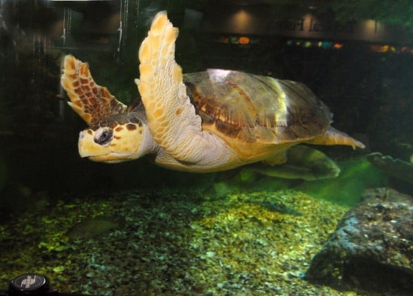 loggerhead turtle
