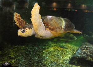 loggerhead turtle