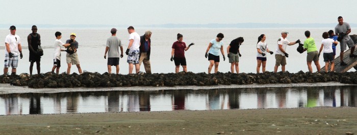 Oysters