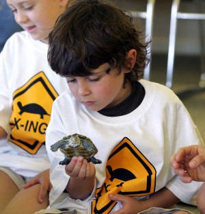 Turtle Release